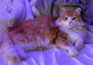 Sibirisk katt Hubble